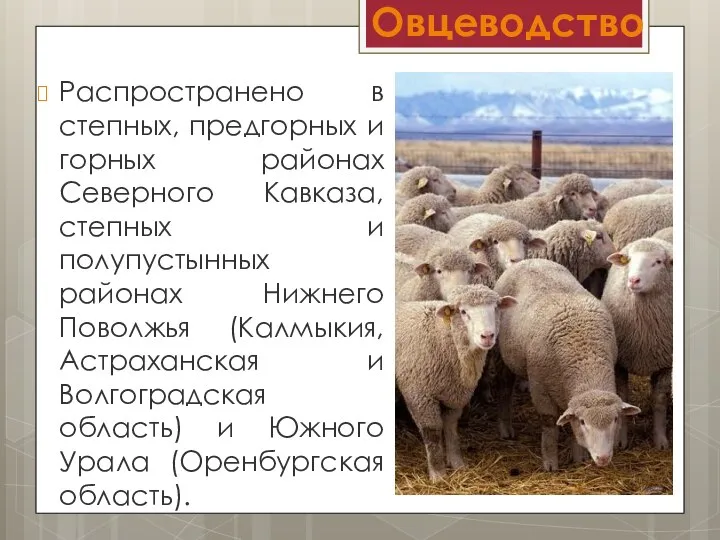 Овцеводство Распространено в степных, предгорных и горных районах Северного Кавказа, степных и