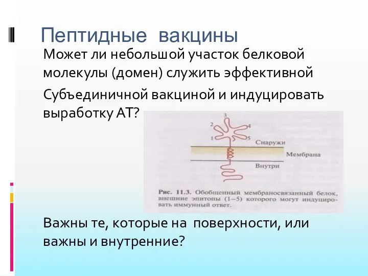 Пептидные вакцины Может ли небольшой участок белковой молекулы (домен) служить эффективной Субъединичной