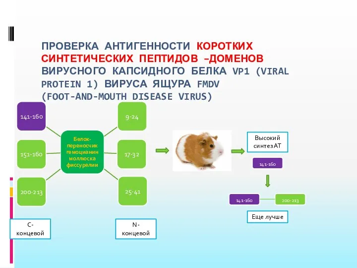 ПРОВЕРКА АНТИГЕННОСТИ КОРОТКИХ СИНТЕТИЧЕСКИХ ПЕПТИДОВ –ДОМЕНОВ ВИРУСНОГО КАПСИДНОГО БЕЛКА VP1 (VIRAL PROTEIN