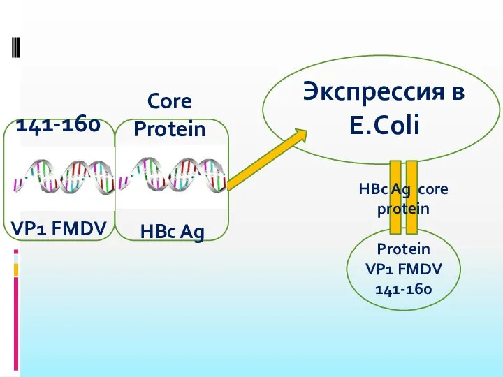 VP1 FMDV HBc Ag 141-160 Core Protein HBc Ag core protein Protein