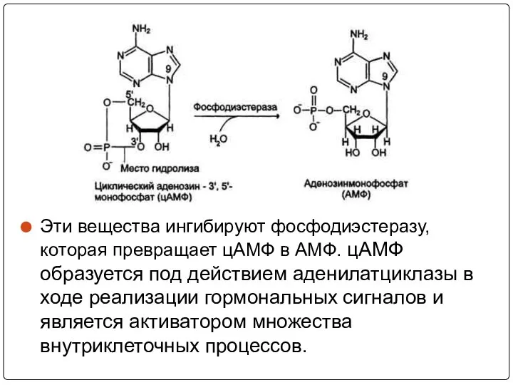 Эти вещества ингибируют фосфодиэстеразу, которая превращает цАМФ в АМФ. цАМФ образуется под