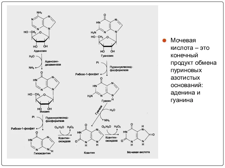 Мочевая кислота – это конечный продукт обмена пуриновых азотистых оснований: аденина и гуанина