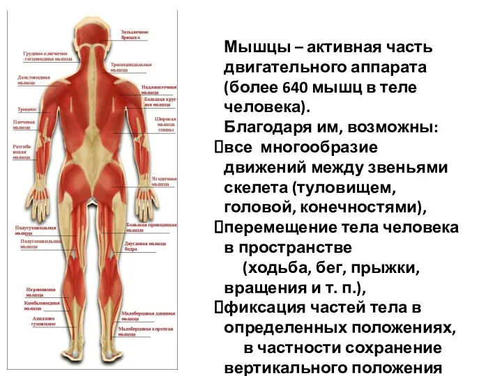 Мышцы – активная часть двигательного аппарата (более 640 мышц в теле человека).