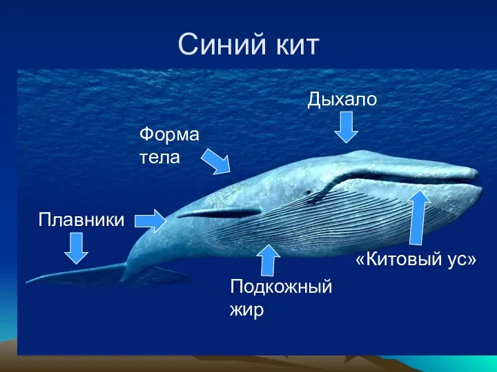 Синий кит Форма тела Подкожный жир «Китовый ус» Плавники Дыхало