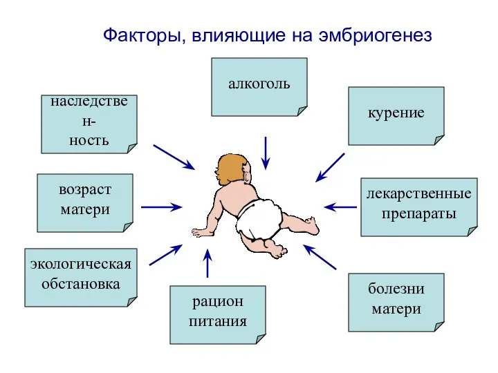 Факторы, влияющие на эмбриогенез алкоголь наследствен- ность возраст матери экологическая обстановка рацион