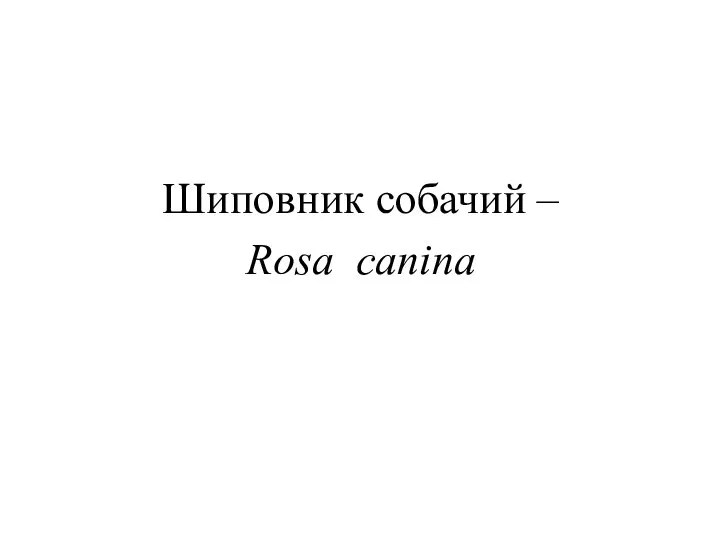 Шиповник собачий – Rosa canina
