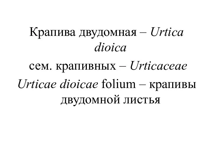 Крапива двудомная – Urtica dioica сем. крапивных – Urticaceae Urticae dioicae folium – крапивы двудомной листья