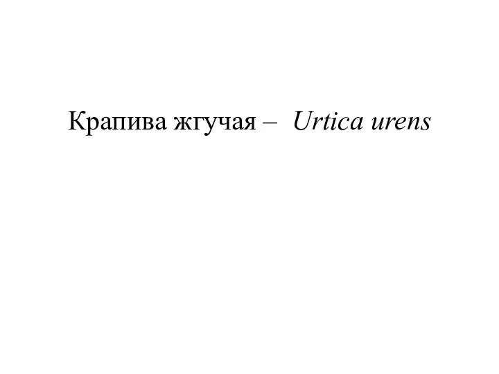 Крапива жгучая – Urtica urens