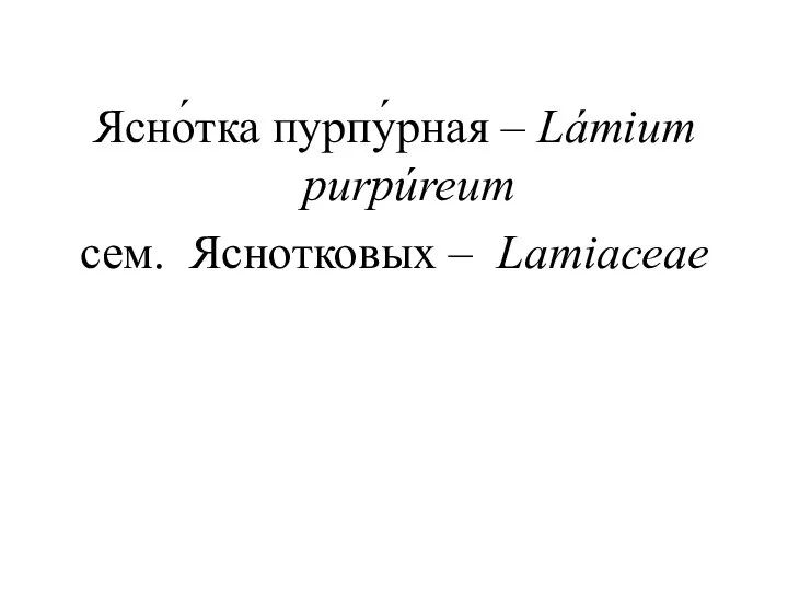 Ясно́тка пурпу́рная – Lámium purpúreum сем. Яснотковых – Lamiaceae