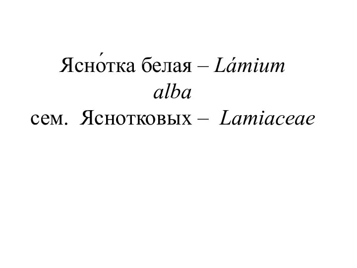 Ясно́тка белая – Lámium alba сем. Яснотковых – Lamiaceae