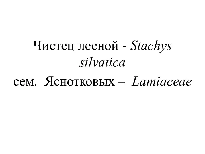 Чистец лесной - Stachys silvatica сем. Яснотковых – Lamiaceae