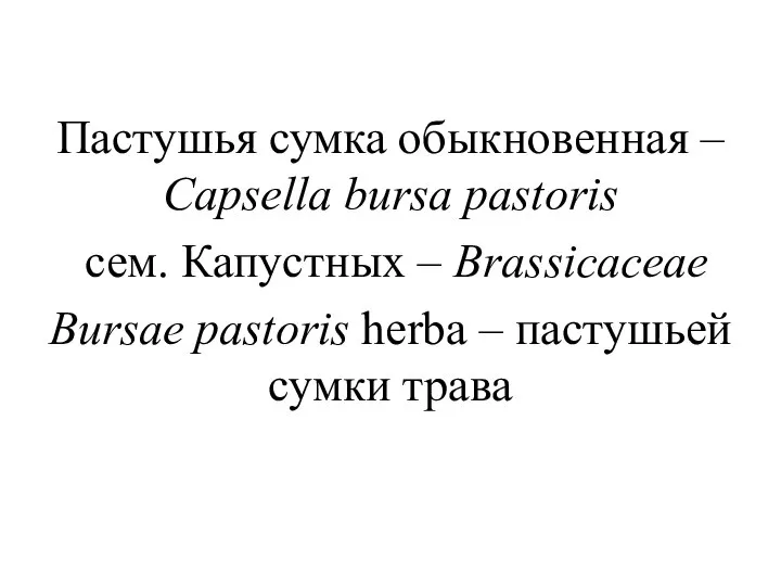 Пастушья сумка обыкновенная – Capsella bursa pastoris сем. Капустных – Brassicaceae Bursae