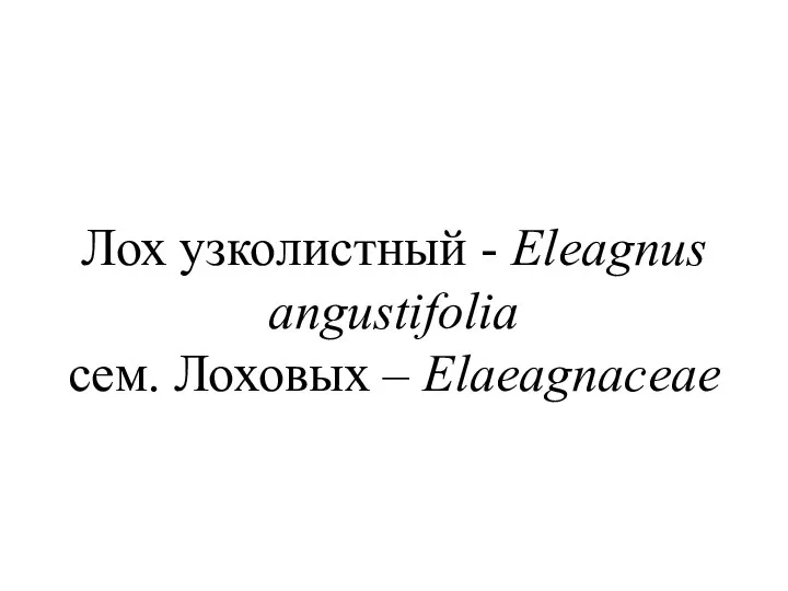 Лох узколистный - Eleagnus angustifolia сем. Лоховых – Elaeagnaceae