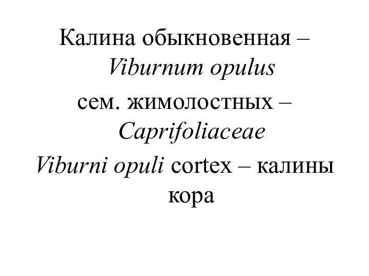 Калина обыкновенная – Viburnum opulus сем. жимолостных – Caprifoliaceae Viburni opuli сortex – калины кора