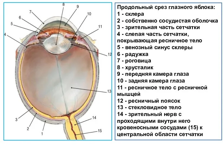 Продольный срез глазного яблока: 1 - склера 2 - собственно сосудистая оболочка