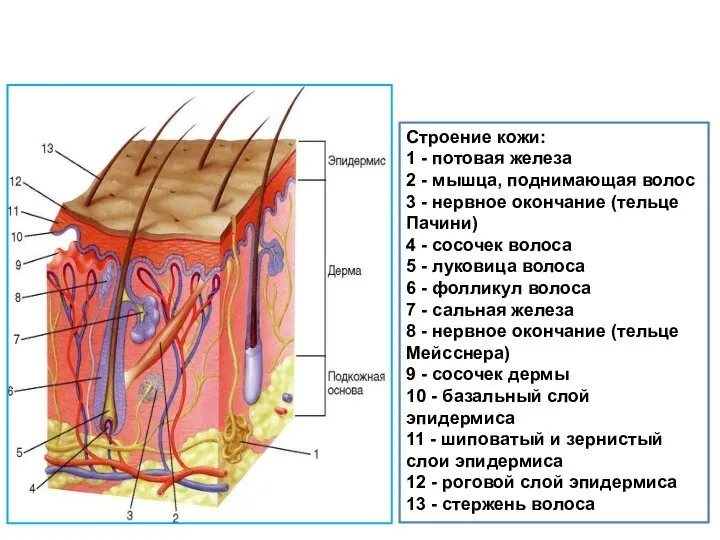 Строение кожи: 1 - потовая железа 2 - мышца, поднимающая волос 3