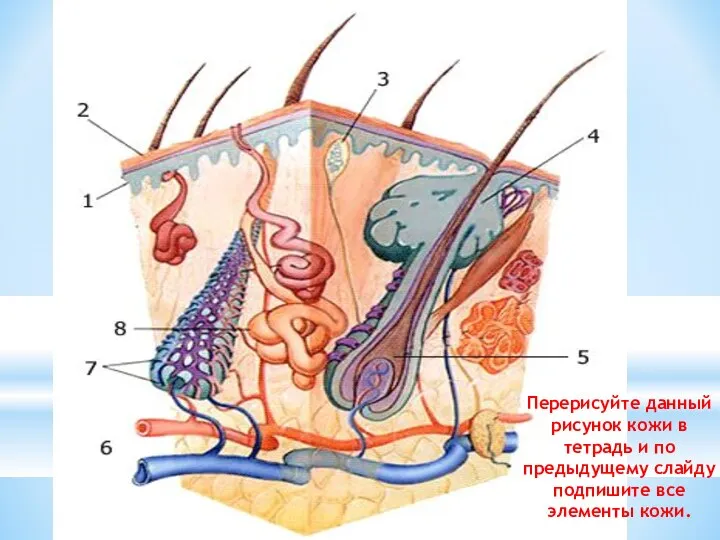 Перерисуйте данный рисунок кожи в тетрадь и по предыдущему слайду подпишите все элементы кожи.