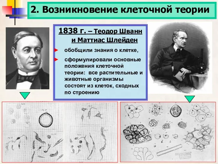 2. Возникновение клеточной теории 1838 г. – Теодор Шванн и Маттиас Шлейден