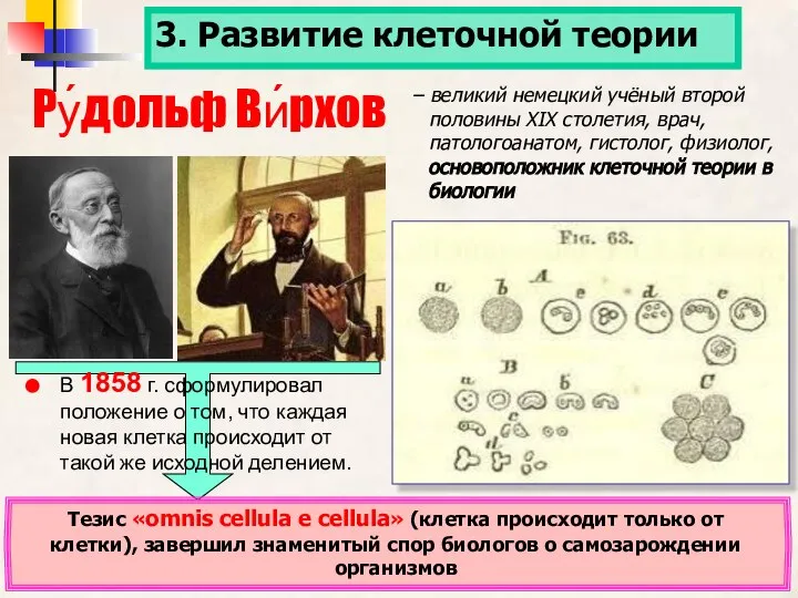 Ру́дольф Ви́рхов Тезис «omnis cellula e cellula» (клетка происходит только от клетки),