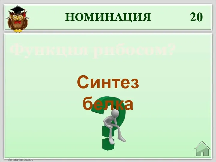 НОМИНАЦИЯ 20 Функция рибосом? Синтез белка