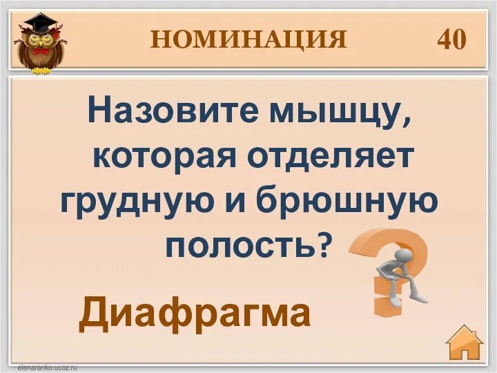 НОМИНАЦИЯ 40 Назовите мышцу, которая отделяет грудную и брюшную полость? Диафрагма