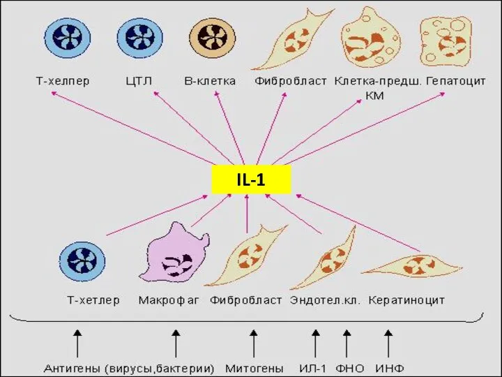 IL-1