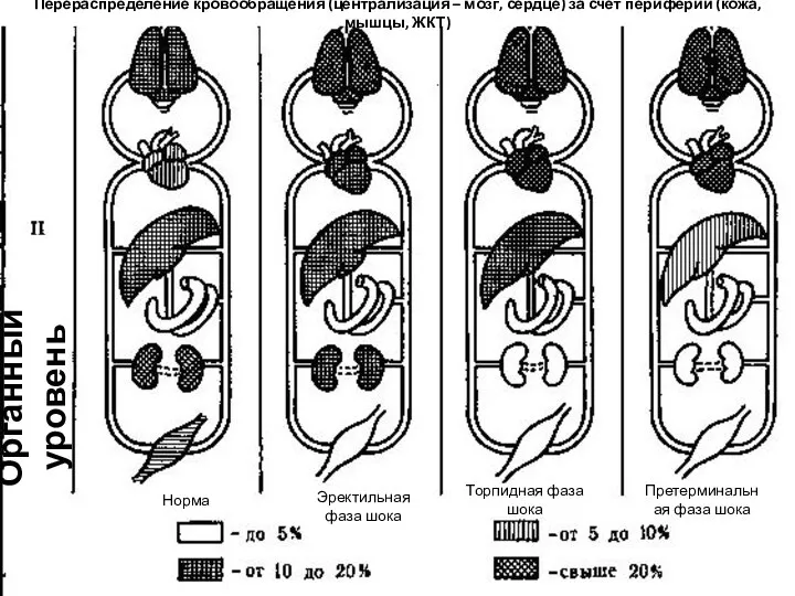 Перераспределение кровообращения (централизация – мозг, сердце) за счёт периферии (кожа, мышцы, ЖКТ)