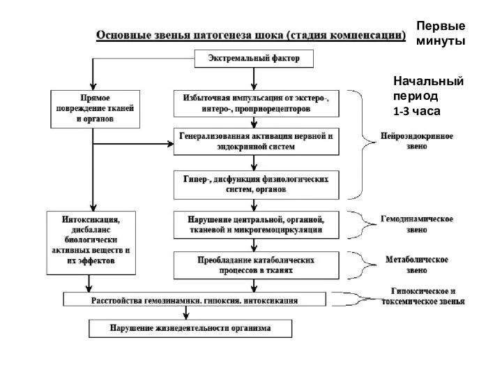 Начальный период 1-3 часа Первые минуты