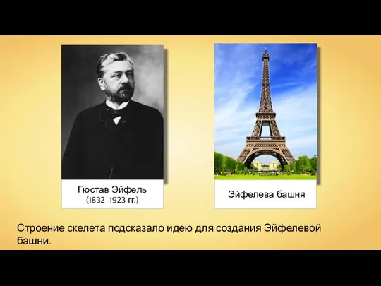 Строение скелета подсказало идею для создания Эйфелевой башни.