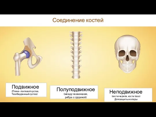 Соединение костей