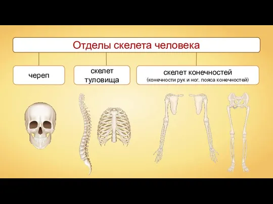 Отделы скелета человека