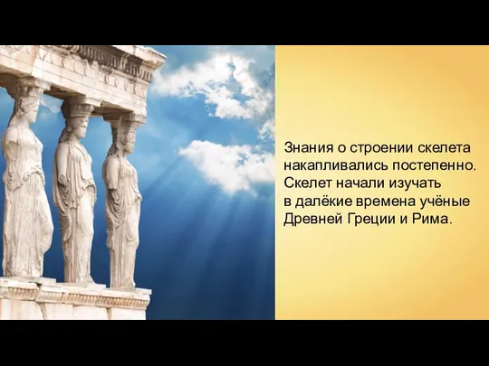 Знания о строении скелета накапливались постепенно. Скелет начали изучать в далёкие времена