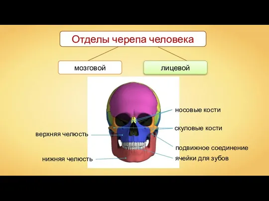 лицевой Отделы черепа человека мозговой