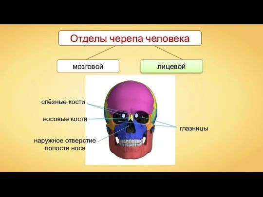 лицевой Отделы черепа человека мозговой