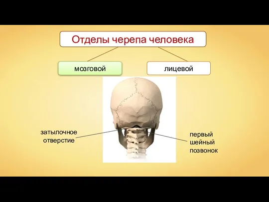 Отделы черепа человека лицевой мозговой