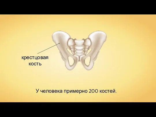 У человека примерно 200 костей.