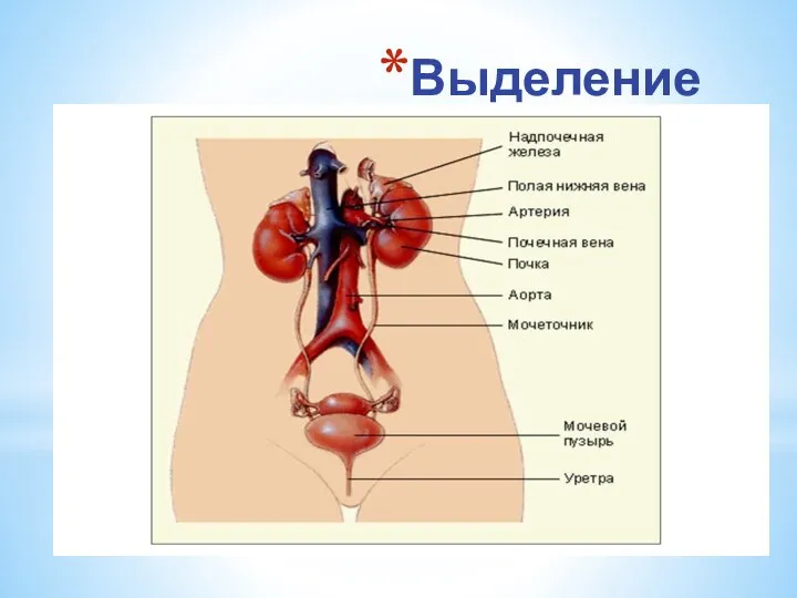 Выделение Выделение – это процесс удаления не переваренных остатков пищи, а также вредных и ядовитых веществ.