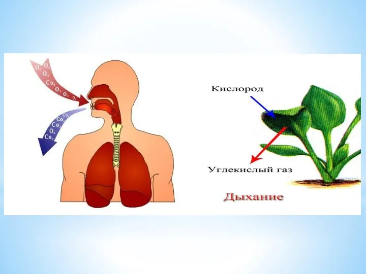 Дыхание Дыхание – это процесс обмена газами между организмом и окружающей средой.