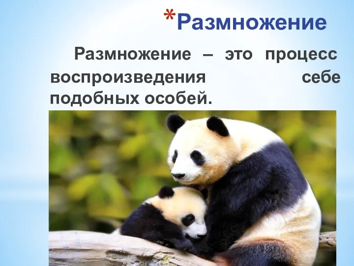 Размножение Размножение – это процесс воспроизведения себе подобных особей.