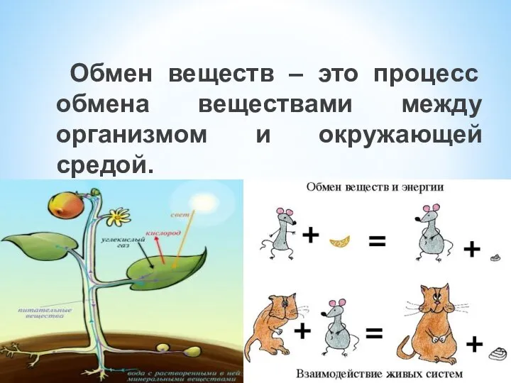 ОБМЕН ВЕЩЕСТВ Что это такое? Обмен веществ – это процесс обмена веществами