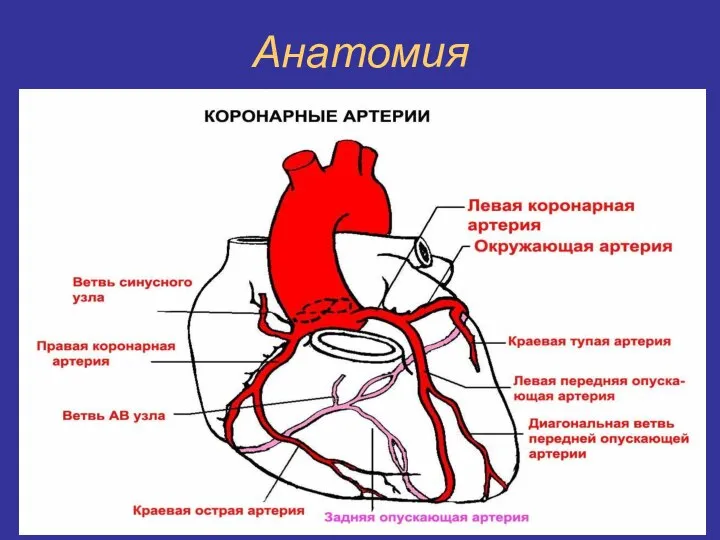 Анатомия