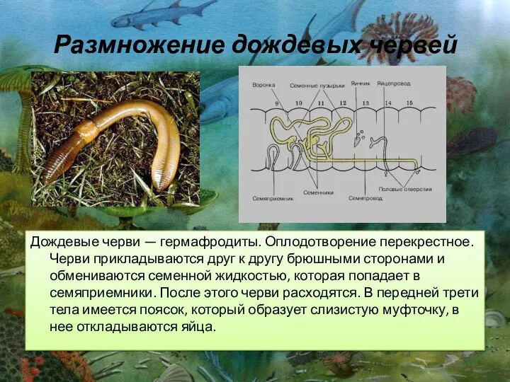 Дождевые черви — гермафродиты. Оплодотворение перекрестное. Черви прикладываются друг к другу брюшными