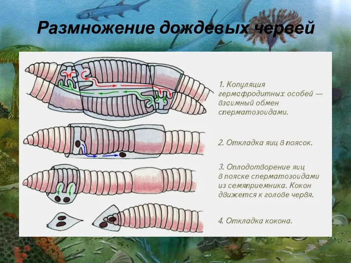 Размножение дождевых червей