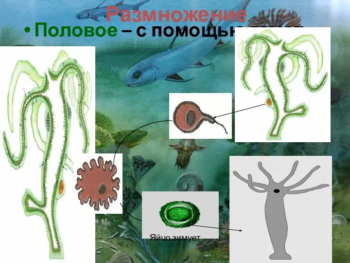 Размножение Половое – с помощью гамет Яйцо зимует