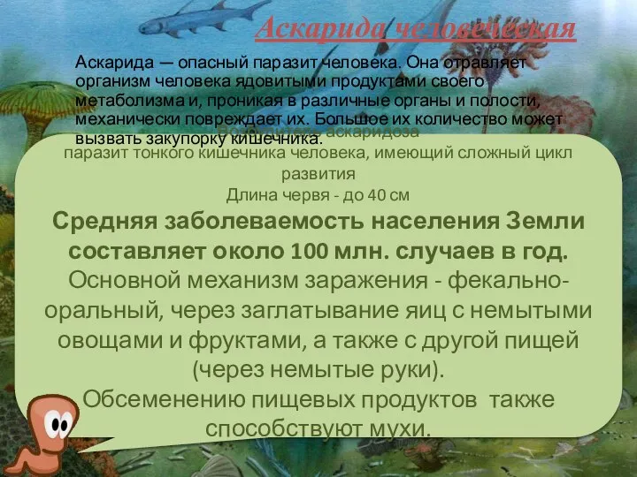 Аскарида человеческая Возбудитель аскаридоза паразит тонкого кишечника человека, имеющий сложный цикл развития