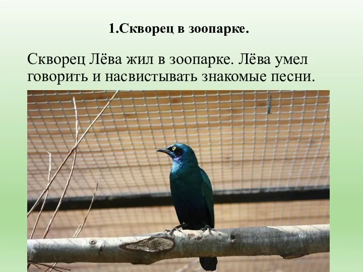 Скворец Лёва жил в зоопарке. Лёва умел говорить и насвистывать знакомые песни. 1.Скворец в зоопарке.