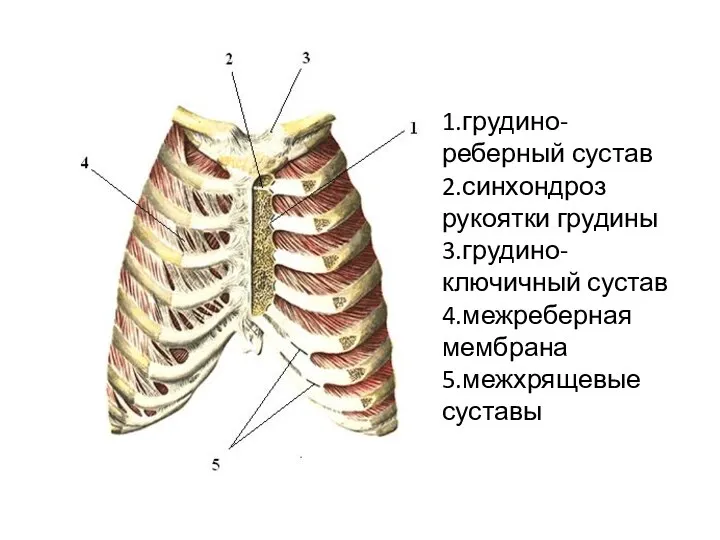 1.грудино-реберный сустав 2.синхондроз рукоятки грудины 3.грудино-ключичный сустав 4.межреберная мембрана 5.межхрящевые суставы