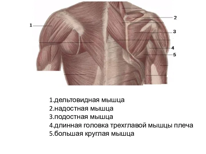 1.дельтовидная мышца 2.надостная мышца 3.подостная мышца 4.длинная головка трехглавой мышцы плеча 5.большая круглая мышца