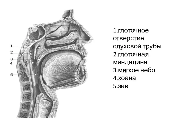 1.глоточное отверстие слуховой трубы 2.глоточная миндалина 3.мягкое небо 4.хоана 5.зев