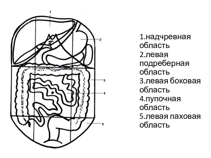 1.надчревная область 2.левая подреберная область 3.левая боковая область 4.пупочная область 5.левая паховая область